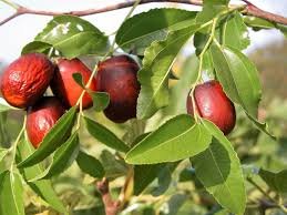 Jujube (Chinese Date)